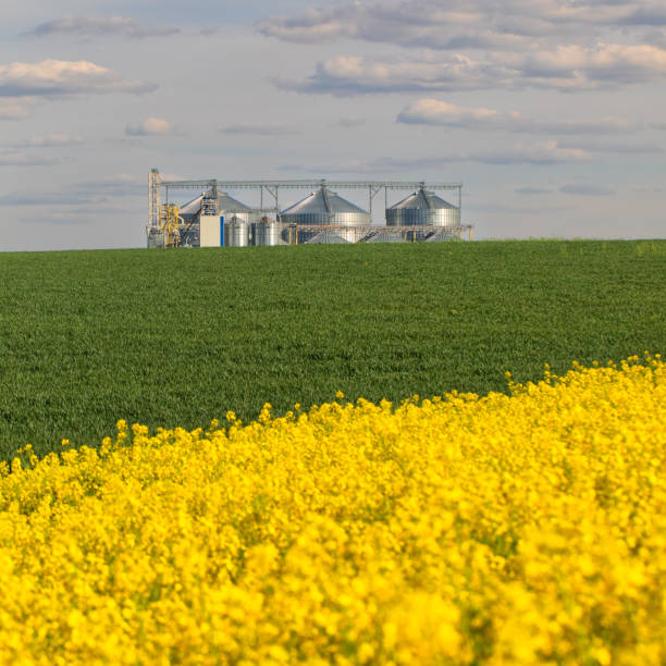 Large elevator on a field of wheat and rapeseed on a beautiful summer day.