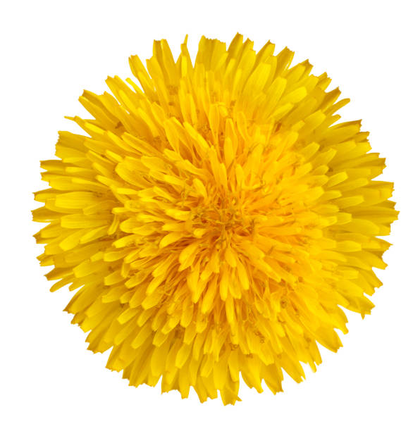 istock Dandelion flower on a white background close up 1403269118