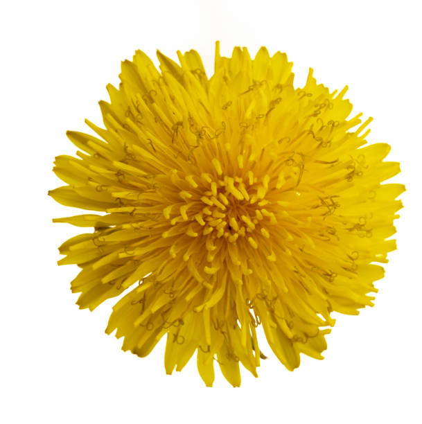istock Dandelion flower on a white background close up 1403269127