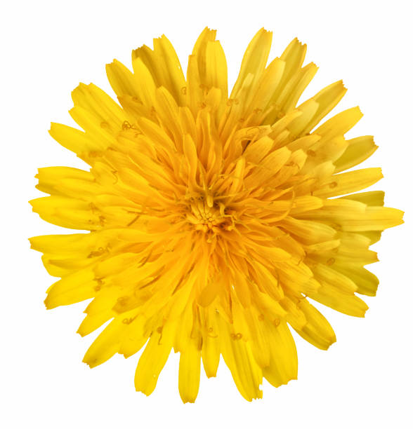 istock Dandelion flower on a white background close up 1403269129