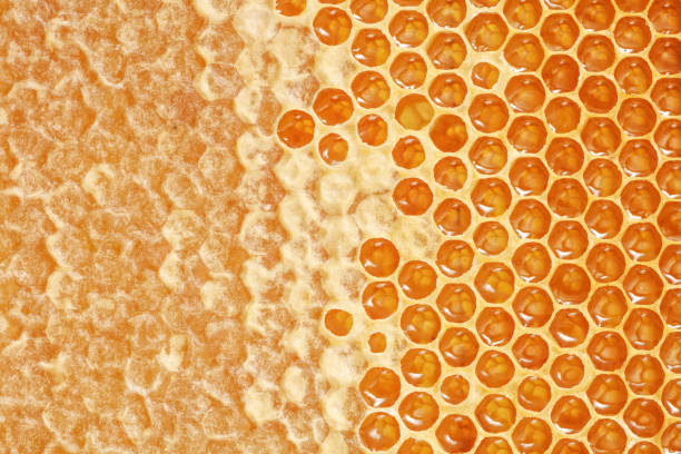 istock Part of wax honeycomb 1403269309