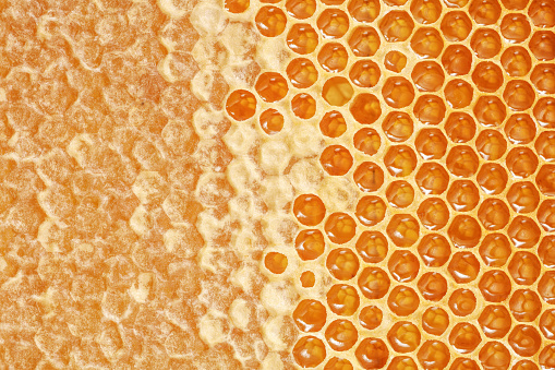 Honeycomb with honey and bees. Beekeepers in protective suits