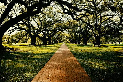 Canopy of Oak Trees Along Path, Louisiana, USA.