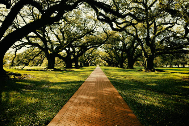 Oak road on a southern plantation. Canopy of Oak Trees Along Path, Louisiana, USA. live oak stock pictures, royalty-free photos & images