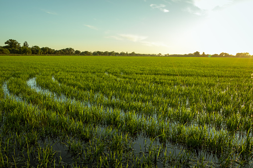 Field of rice, background, Nikon Z7