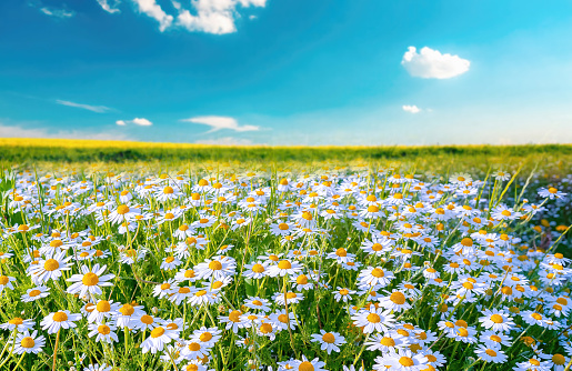 Daisy background pattern with wild daisies Bellis perennis.
