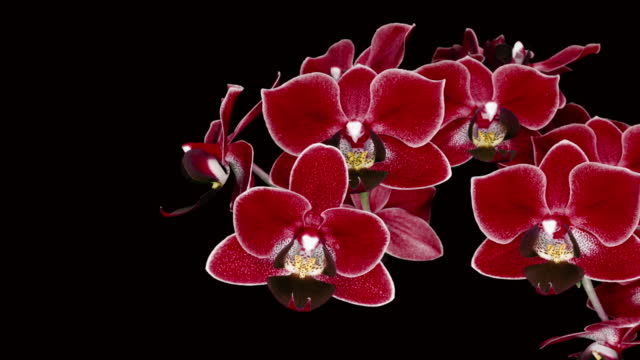 beautiful blooming red orchid blossomed