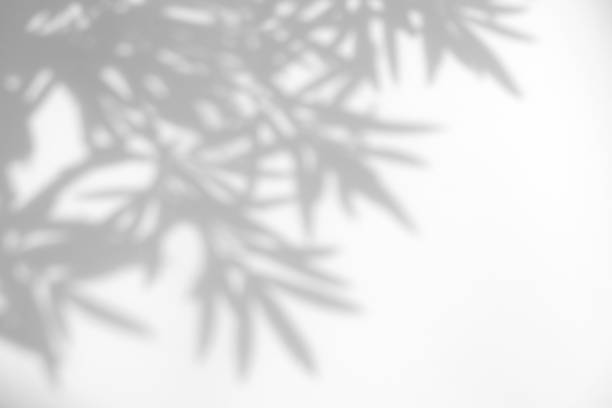 istock Abstract leaves natural shadow overlay on white texture background, for overlay on product presentation, backdrop and mockup 1403274056