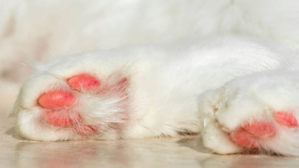 istock Paw pads of a white cat. 1403277070