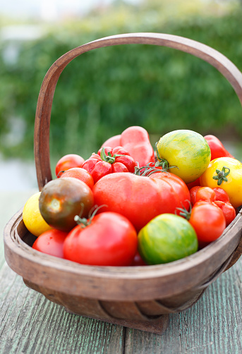 Organic tomatoes in a basket on the garden table.
