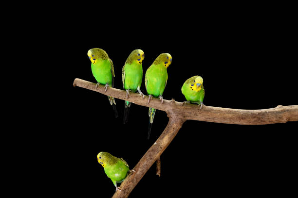 istock Green Budgerigars Australian Parakeets 1403278644