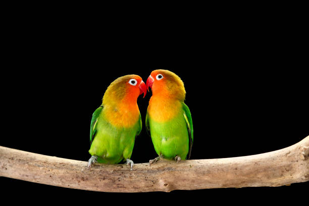 fischer's lovebirds kissing - inseparável de fisher imagens e fotografias de stock