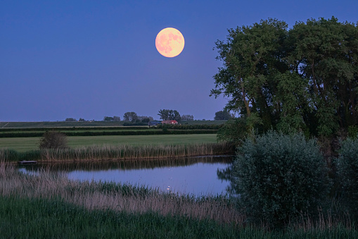 Strawberry moon rising over a small pond, Wilp, Overijssel, the Netherlands