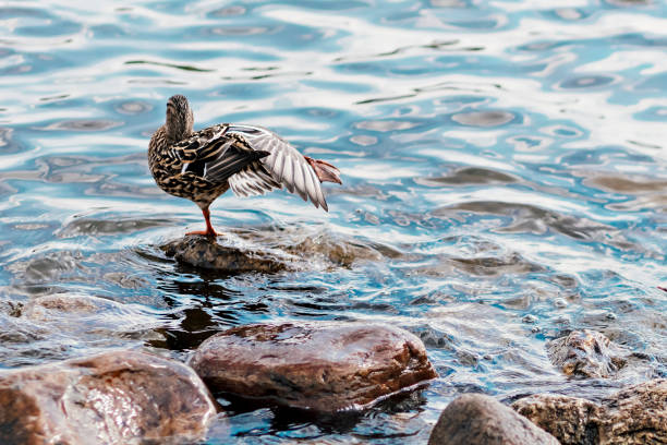 Duck cleans feathers in the river standing on a rock. Natural background.