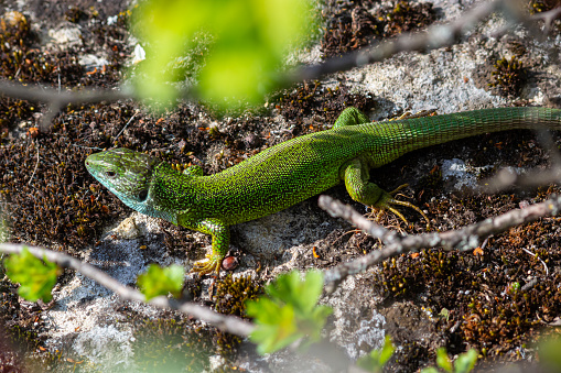 Green lizard, Lacerta viridis, is a species of lizard of the genus Green lizards. Lizard on the stone.