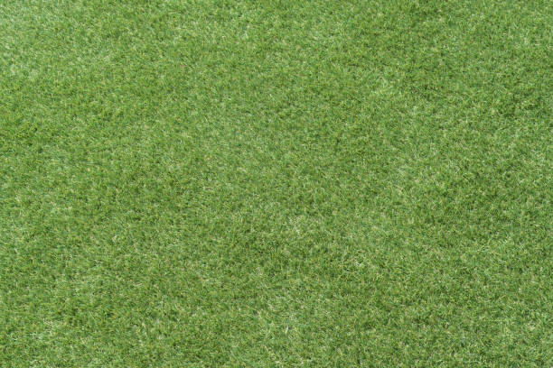 grass background Golf Courses green lawn pattern textured background. stock photo