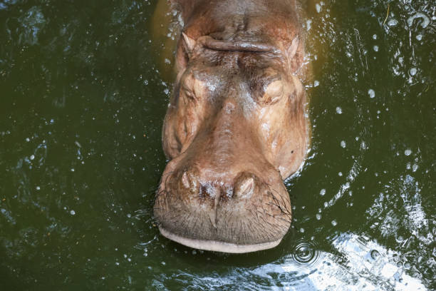 hipopotam w rzece w tajlandii - hippopotamus amphibian sleeping hippo sleeping zdjęcia i obrazy z banku zdjęć