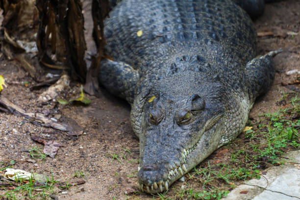istock Close up crocodile is sleep and rest in garden 1403283504