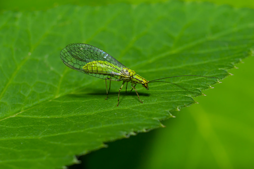 Green Lacewing, Chrysopa perla, hunting for aphids. It is an insect in the Chrysopidae family. The larvae are active predators and feed on aphids and other small insects.