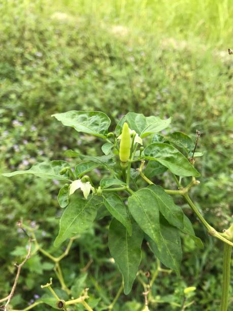 istock flowering chili plant 1403284828