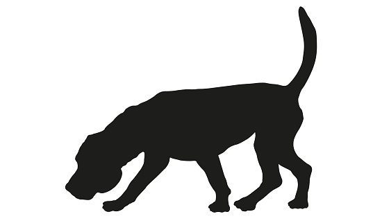 Black dog silhouette. Walking and snifiing english beagle puppy. Pet animals. Isolated on a white background. Vector illustration.