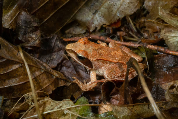 la rana de madera, lithobates sylvaticus o rana sylvatica. las ranas de madera adultas suelen ser de color marrón, bronceado u óxido, y generalmente tienen una máscara de ojos oscuros. - frog batrachian animal head grass fotografías e imágenes de stock