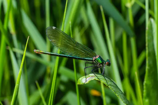 Banded demoiselle, Calopteryx splendens, sitting on a blade of grass. Beautiful blue demoiselle in its habitat. Insect portrait with soft green background. Wildlife scene from nature.