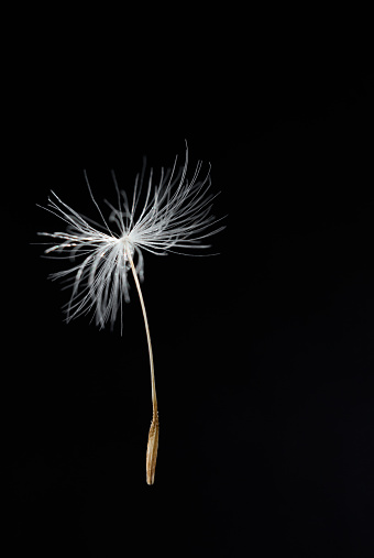 isolate of one dandelion parachute on a black background
