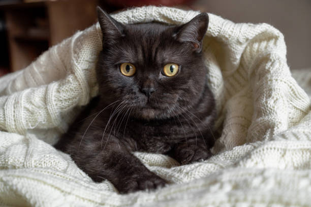 istock Cute cat wrapped in warm knitted plaid 1403287651