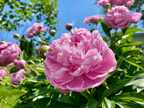 Pink Peony flowers and greenery against blue sky
