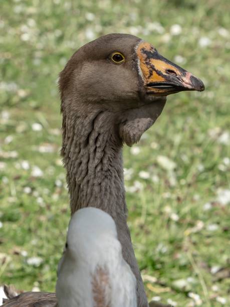 istock Domestic Goose Close-Up. 1403288604