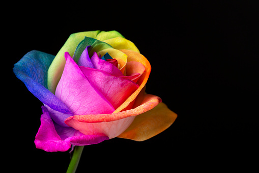 Perfect beautiful colorful bright rainbow pride peace rose on a black background.