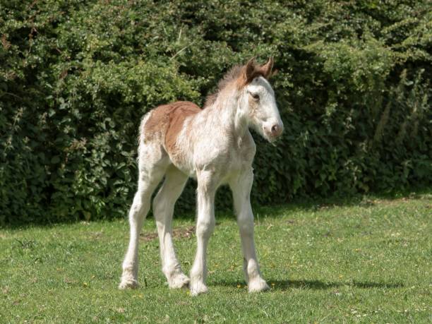 standing tall - clydesdale foal. - clydesdale stok fotoğraflar ve resimler