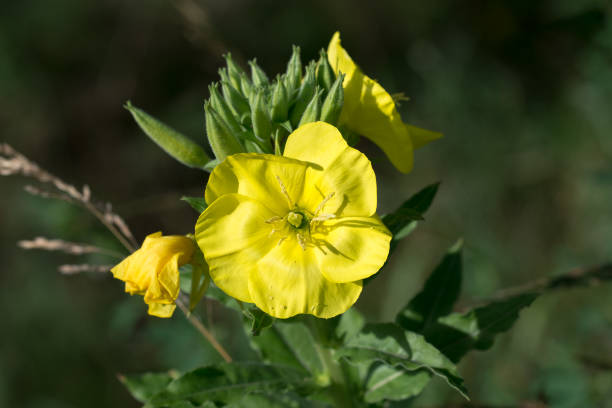 Oenothera (Oenothera biennis) beautiful flower blooming in the garden. High resolution photo. Full depth of field.