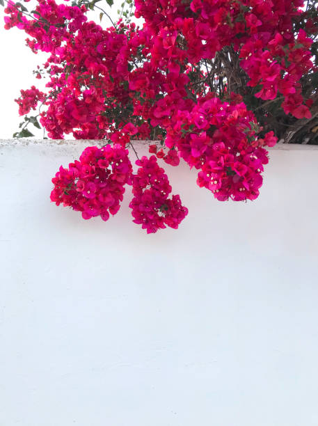 typical climbing plant in the Mediterranean region