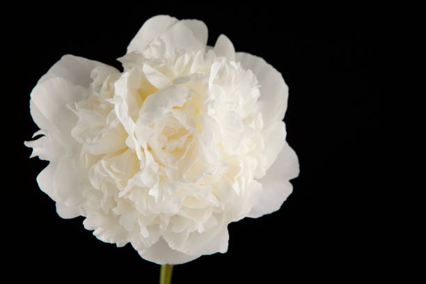 istock image of flower background 1403291574