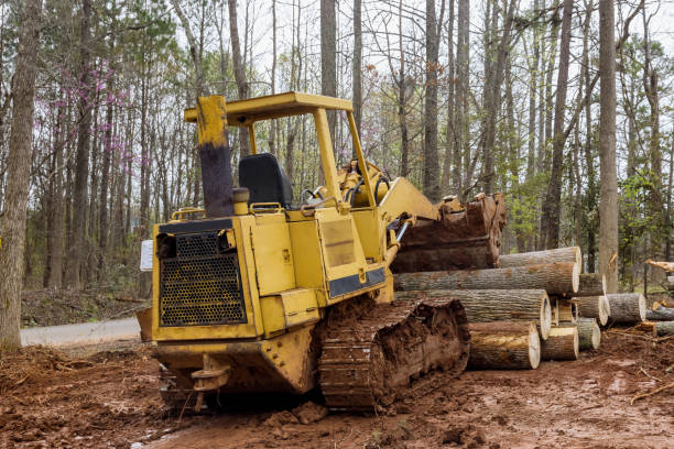 istock Freshly cut trees for residential construction in backhoe clearing forest on land clearing 1403291870