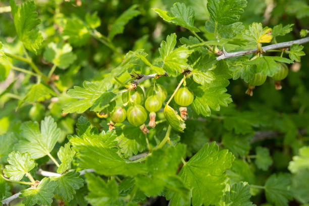istock Unripe gooseberry on a bush in summer 1403292140
