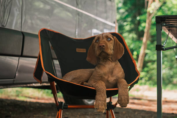 istock Cute dog on camping trip 1403292372