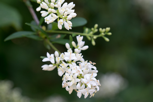 Ligustrum vulgare, wild privet white flowers on twig closeup selective focus
