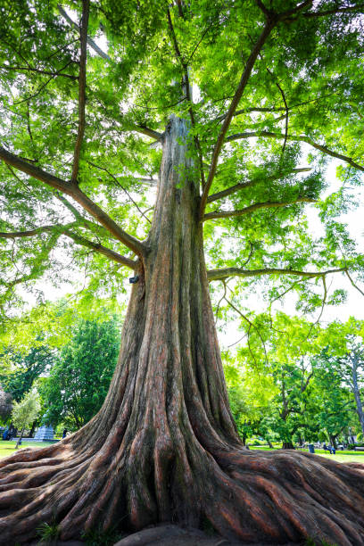istock Redwood in the park 1403292617