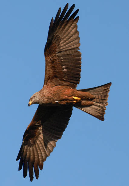 black kite in flight black kite in flight milvus migrans stock pictures, royalty-free photos & images