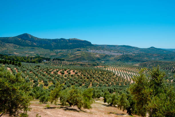 istock olive grove and Cuevas de San Marcos, Spain 1403294823