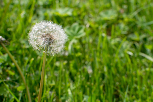 istock Yellow dandelion turns into a white ball after flowering 1403295393