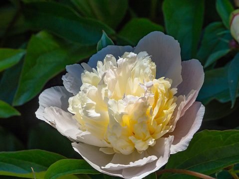 Magnificent white-yellow spring peony flower, close-up. A white flower of a garden peony on a bright sunny day in close-up.