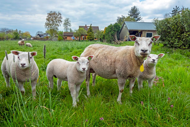 istock Sheep and lambs in the meadow in springtime in the Netherlands 1403296419