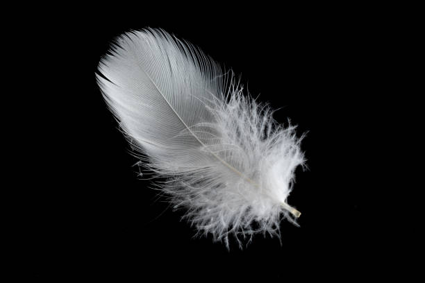 istock white feather of a goose on a black background 1403297393