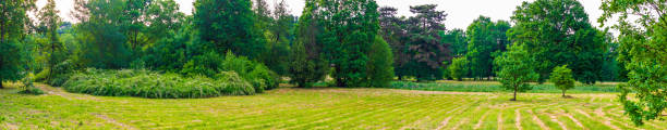 istock green forest on a beautiful sunny day 1403297505