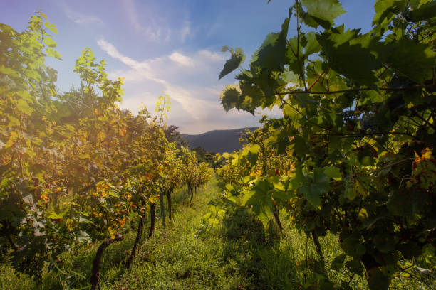 istock Beautiful Wine Grape Vineyard In The Morning Sun 1403299027