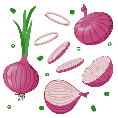 Set of red onions with green leaves, onion halves, slices. Vector illustration in flat style isolated on white background.